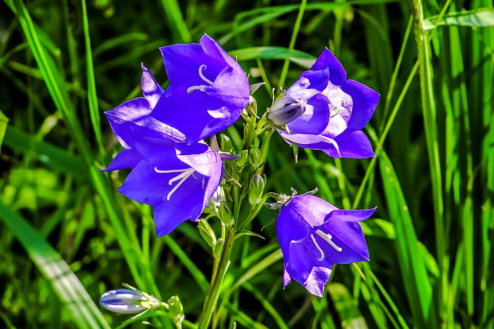 Forever flowers nature