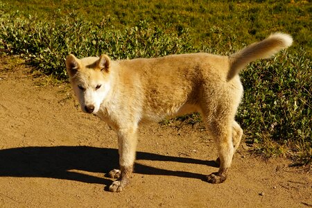 Puppy greenland husky sled dog photo