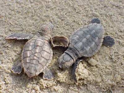 Photo of the Week - Loggerhead sea turtle hatchlings at Back Bay National Wildlife Refuge, VA photo