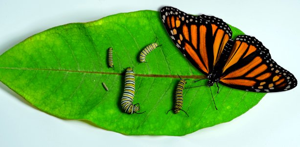 Monarch butterfly stages of development