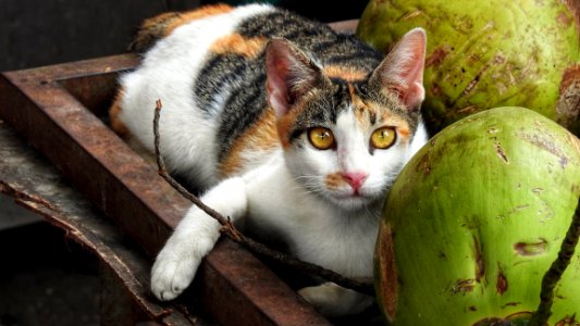 The KL Coconut Cat