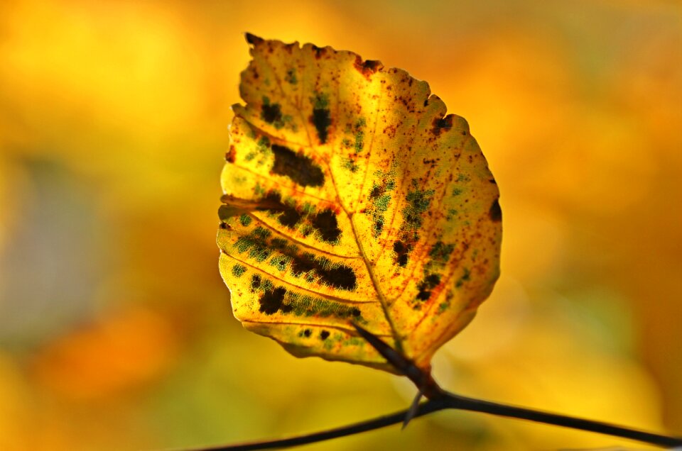 October colorful fall color