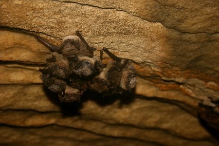 Little brown bat cluster photo