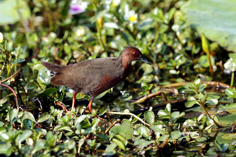  15I1677 ruddy-breasted crake