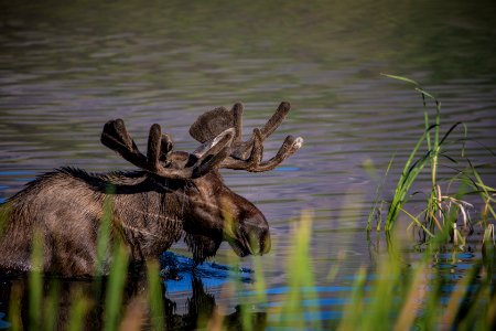Bull Moose (Alces alces)