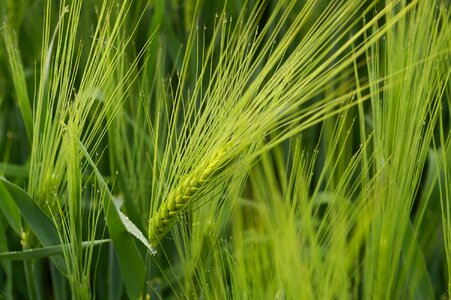 Grain ear field photo