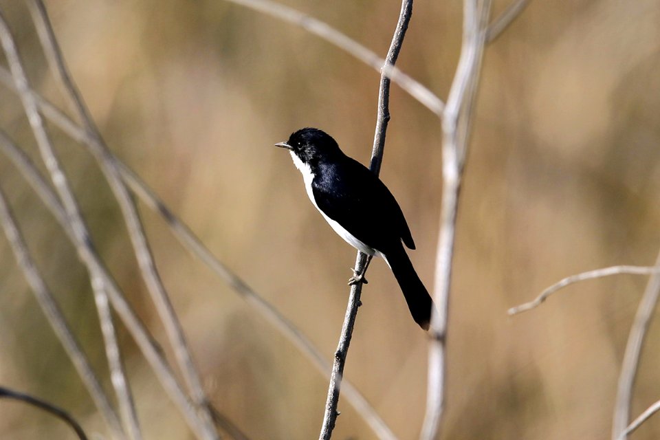  SYT7524 pied bushchat