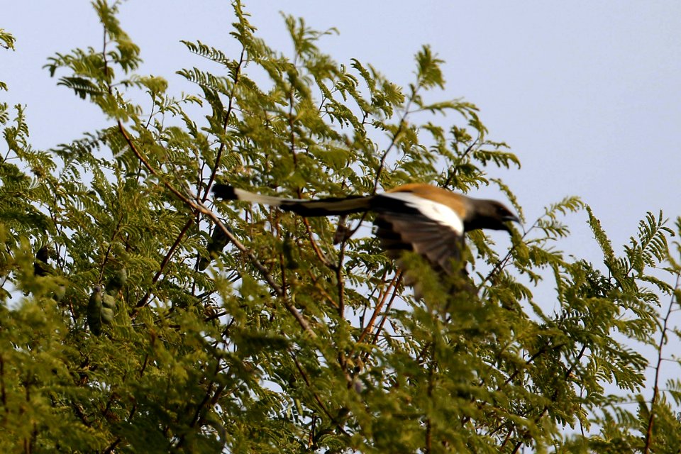  SYT1881 treepie