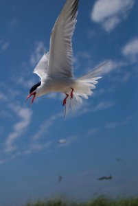 Photo of the Week - Tern at Monomoy National Wildlife Refuge, MA