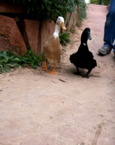 walking ducks photo