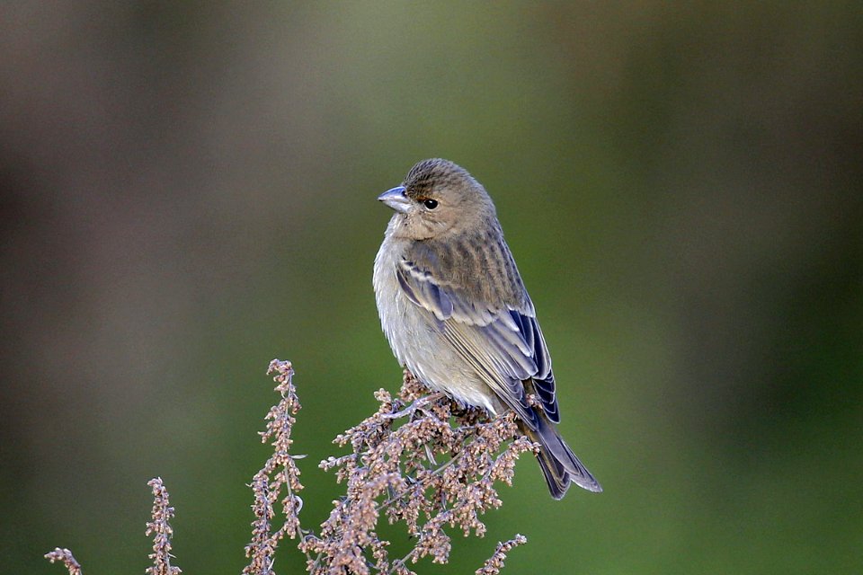  SYT2838 Rosefinch