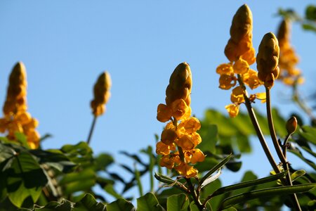 Summer flowers bloom plant