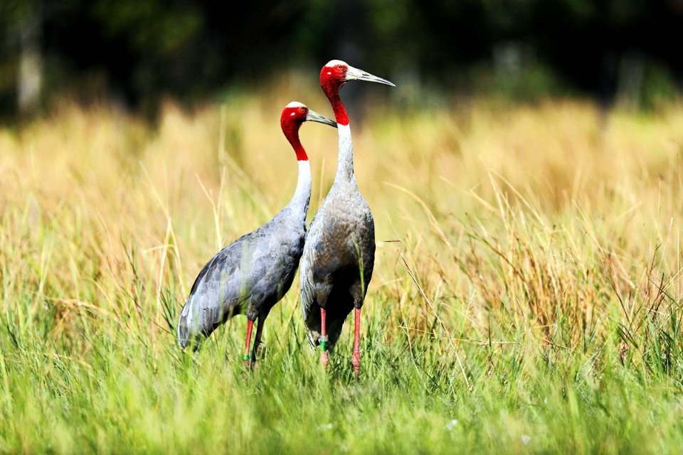  15I2279 sarus crane