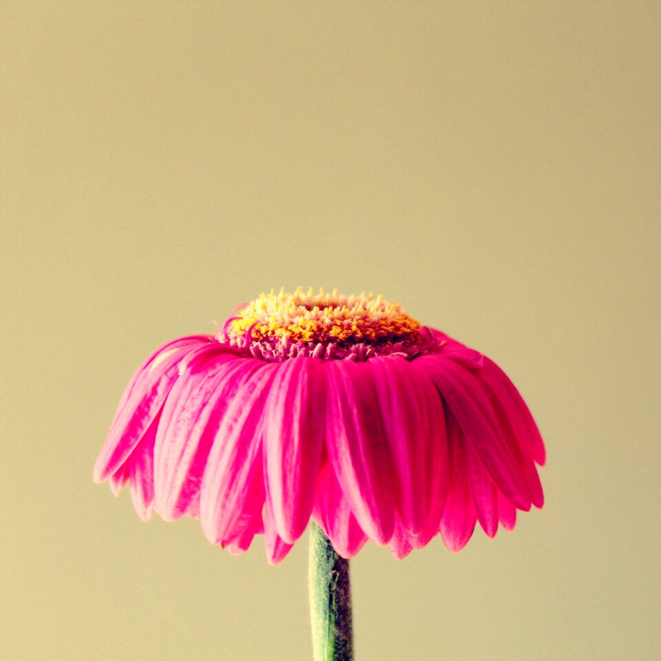 Flower faded blossom