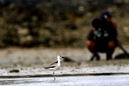  YT 2932 crab plover