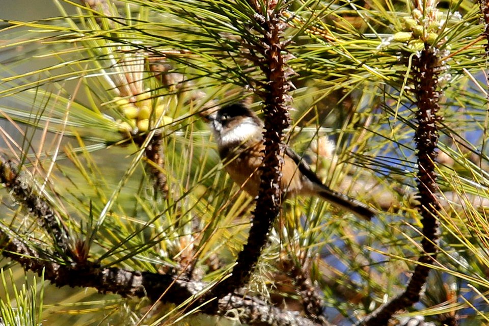  SYT5028burmese tit