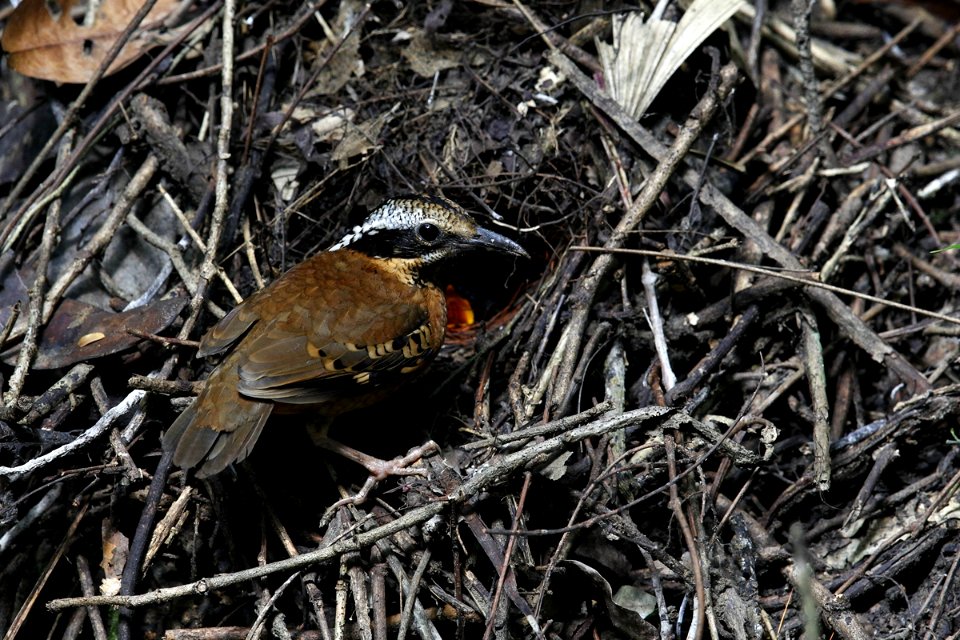  SYT8482-earded pitta M