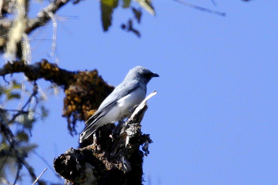  SYT5841 大鹃鵙 Large cuckooshrike