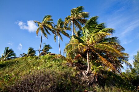 Vacation coconut seascape