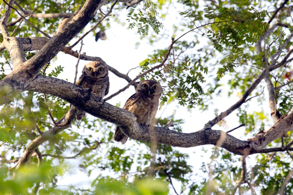  SYT6460-横斑腹小鸮 Spotted Owlet