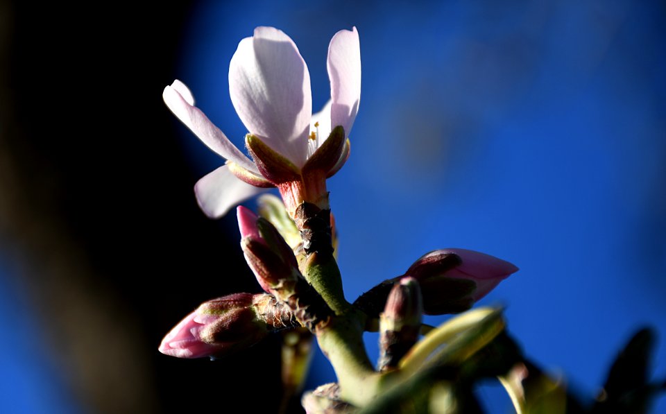 FLOR DE ALMENDRO