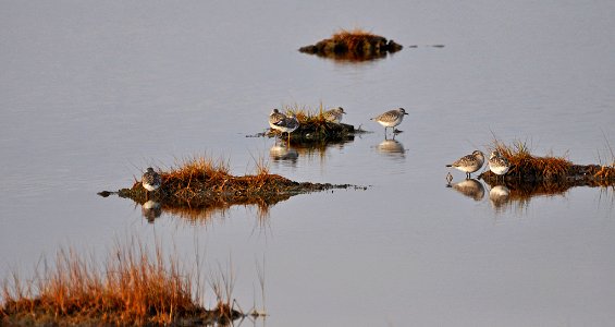 Photo of the Week - Sandpipers at Parker River National Wildlife Refuge photo
