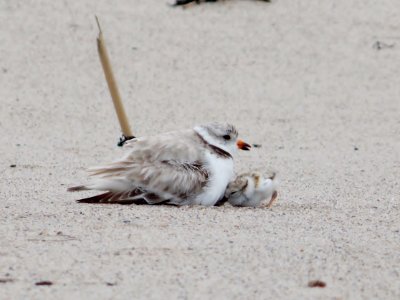 Piping plover parent and chick