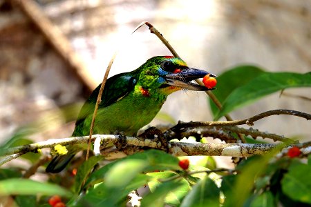  SYT2509-red-throated barbet