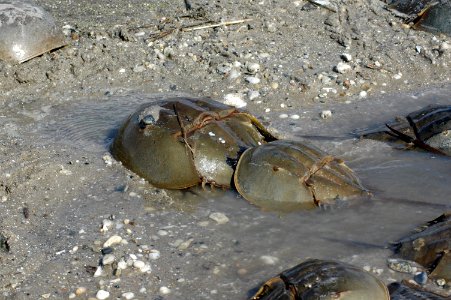 Mating pair - Horseshoe crabs photo