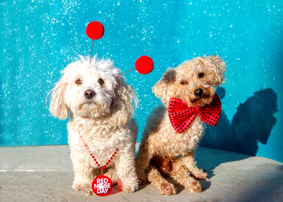 dogs