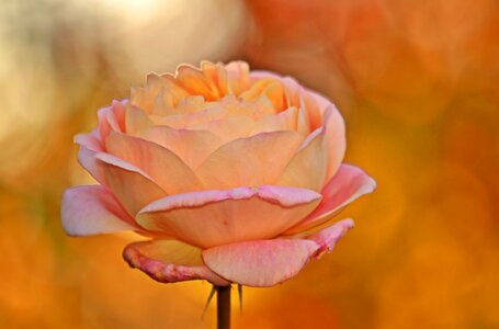 Flower rose bloom beautiful