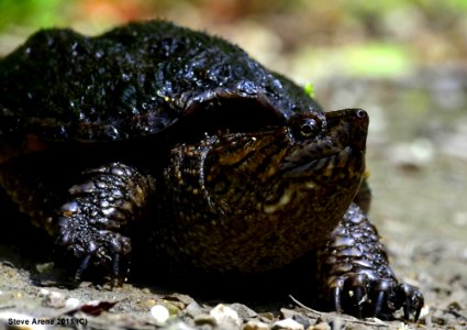 Young Common Snapping Turtle (Chelydra serpentina) along dike 10 June 2011 photo