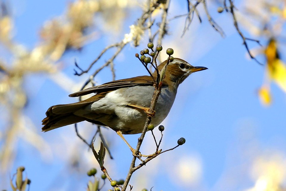  SYT4752 Grey-sided thrush