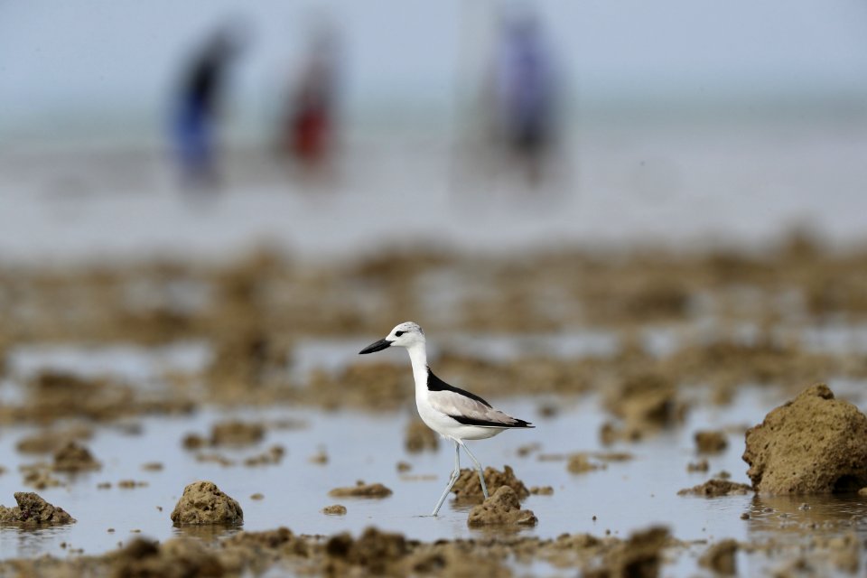  YT 2332 crab plover