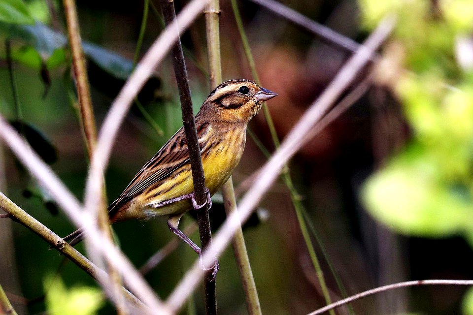  YT 9546 yellow-breasted bunting