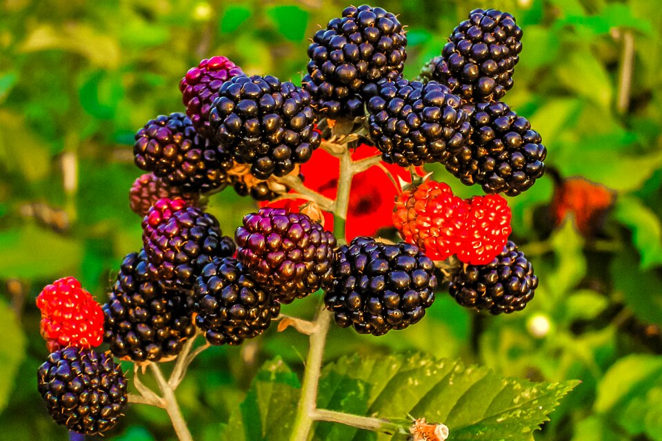 Fruit nature summer