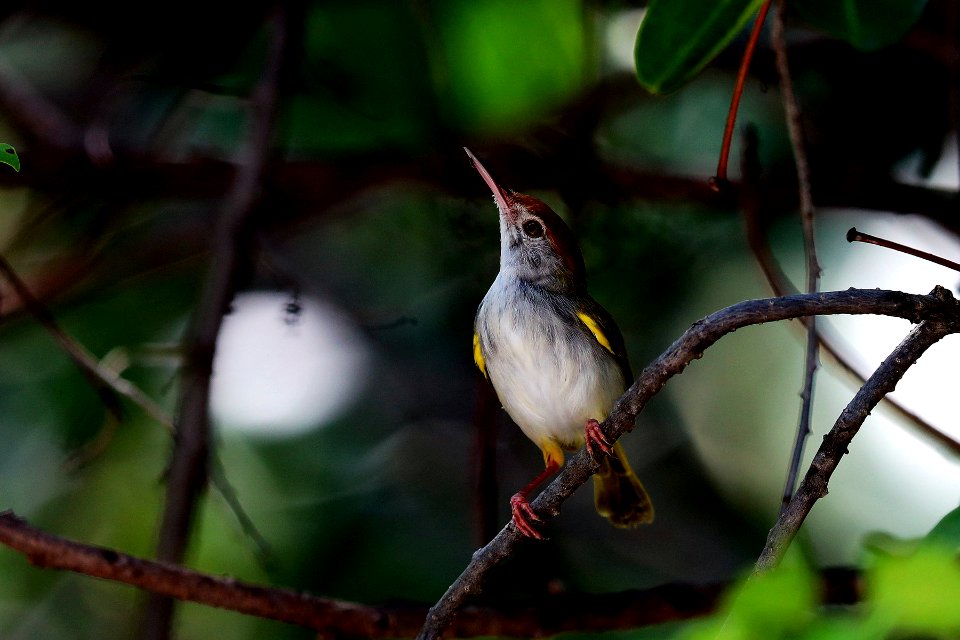 SYT 1777 dark-necked tailorbird