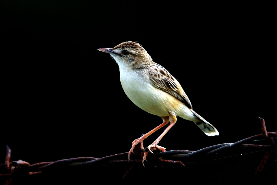  SYT7813 zitting cisticola
