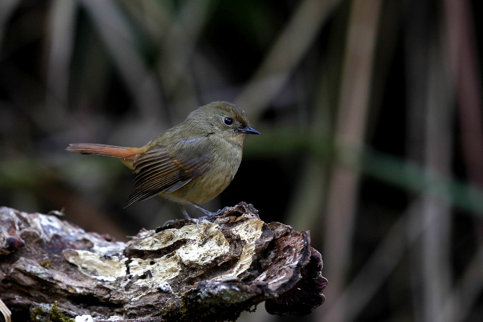  SYT0038 Slaty-blue Flycatcher Female