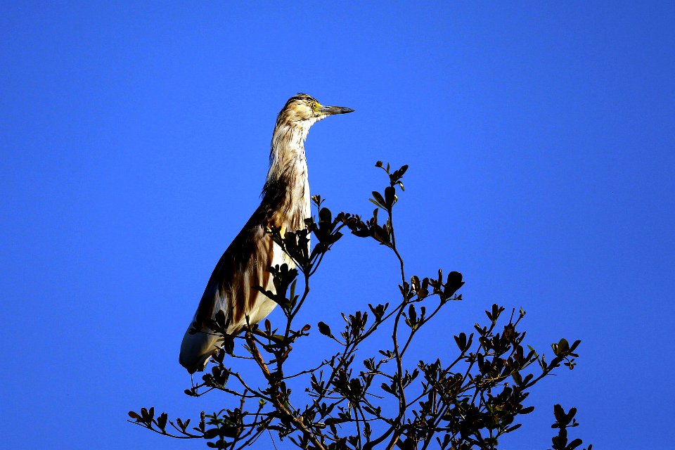  I0Z1387-Madagascar Pond-heron