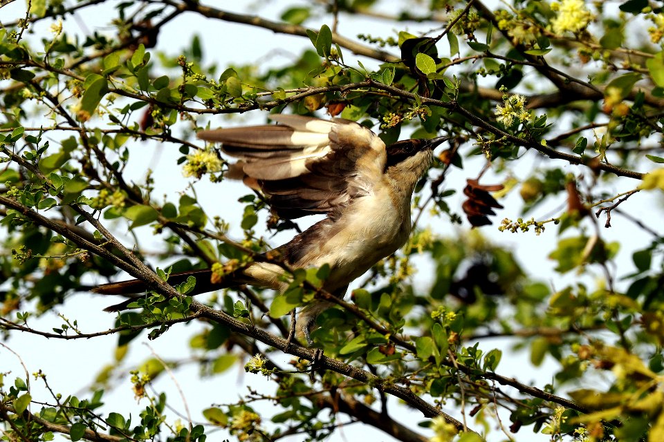  YT 9451 pied cuckoo