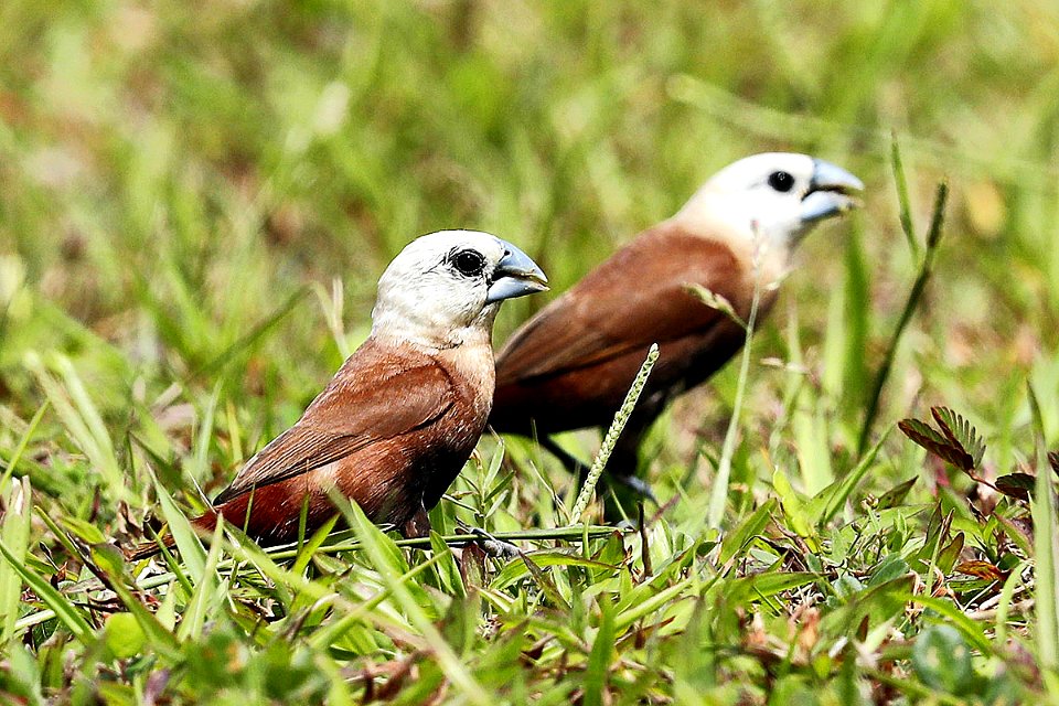  15I0126 White-headed munia