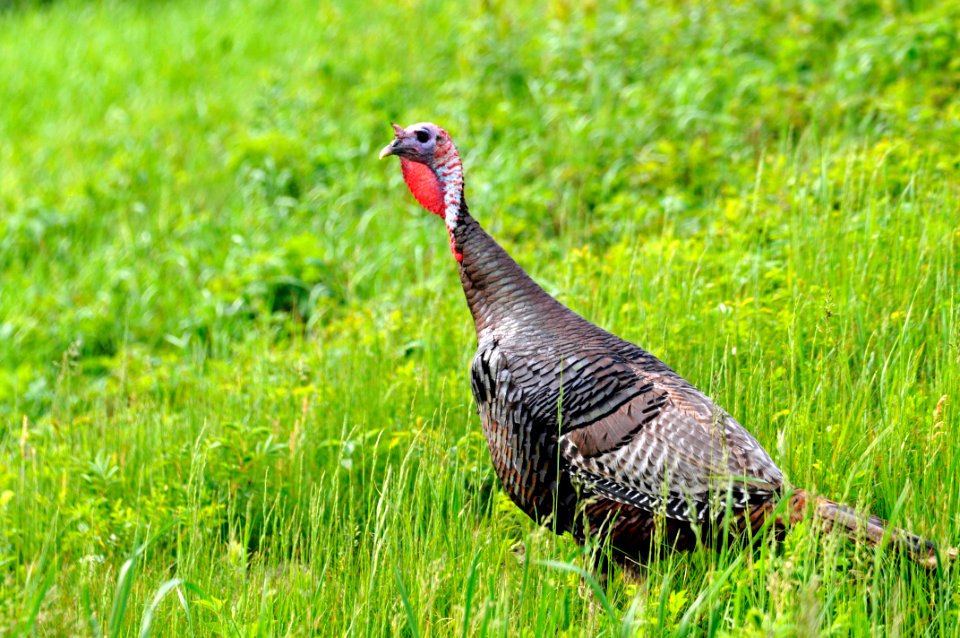 Turkey