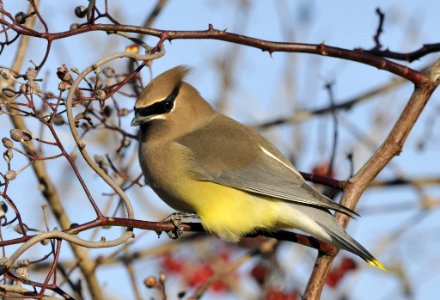 Photo of the Week - Cedar Waxwing (MA) photo