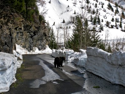 4-28-2020 - Plowing Going-to-the-Sun Road