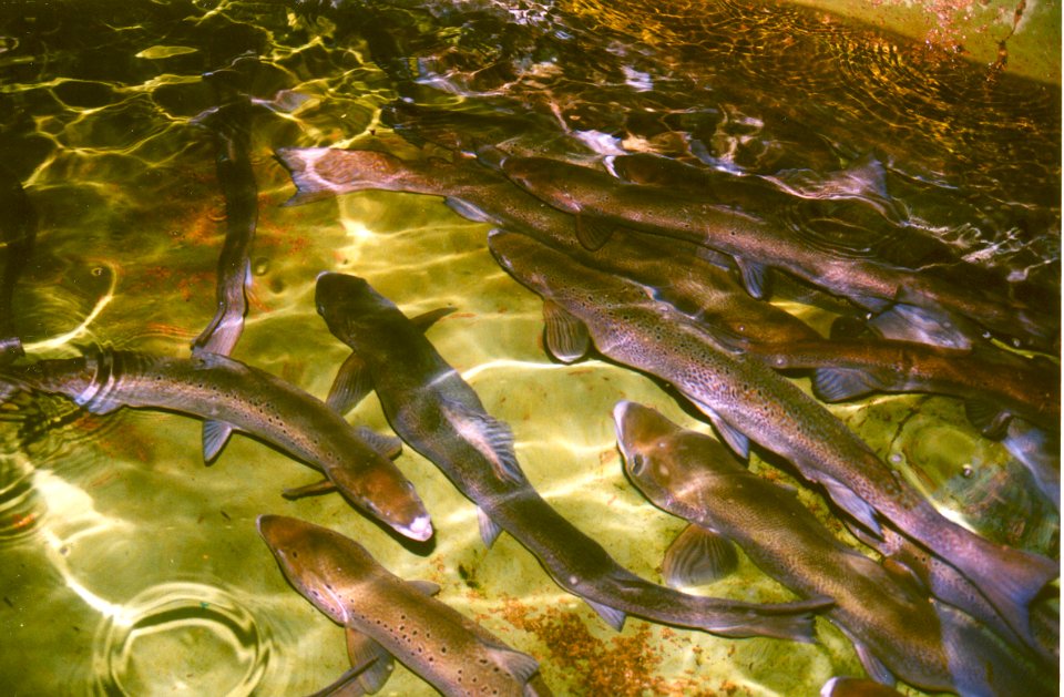 Atlantic Salmon Adults