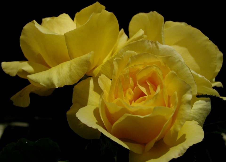 Olympus test shot roses 3