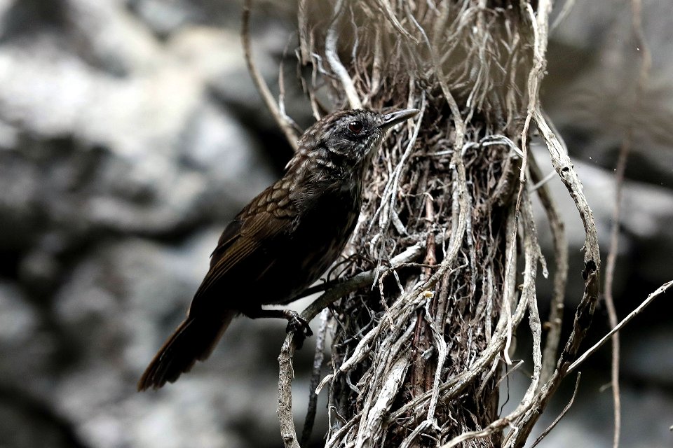  YT 2447 limestone wren-babbler