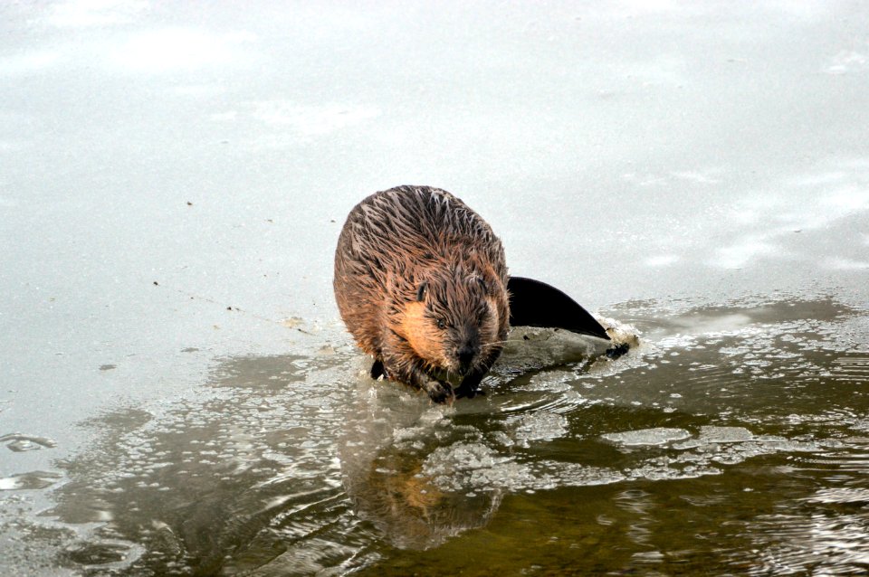 Beaver in McDonald Creek photo