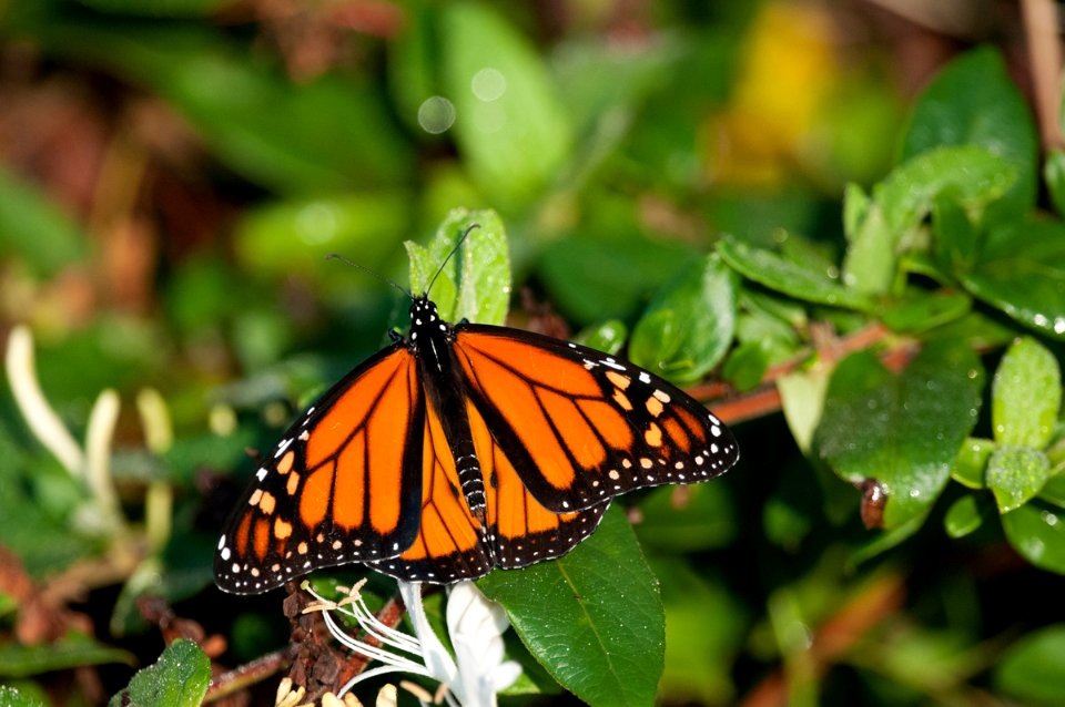 Monarch butterfly